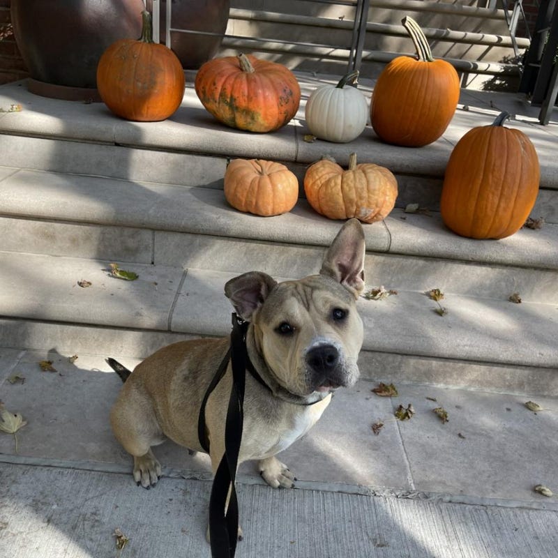 dog adoption