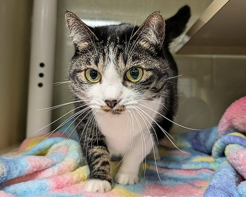 ADOPT BOO