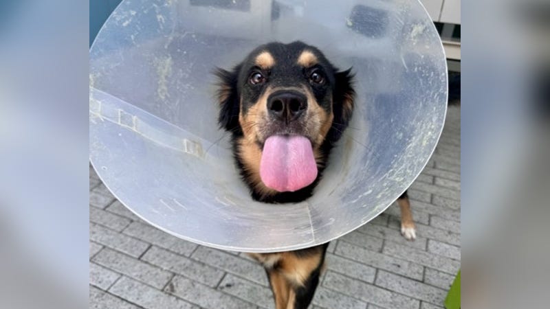 black and brown dog in med collar with tongue out