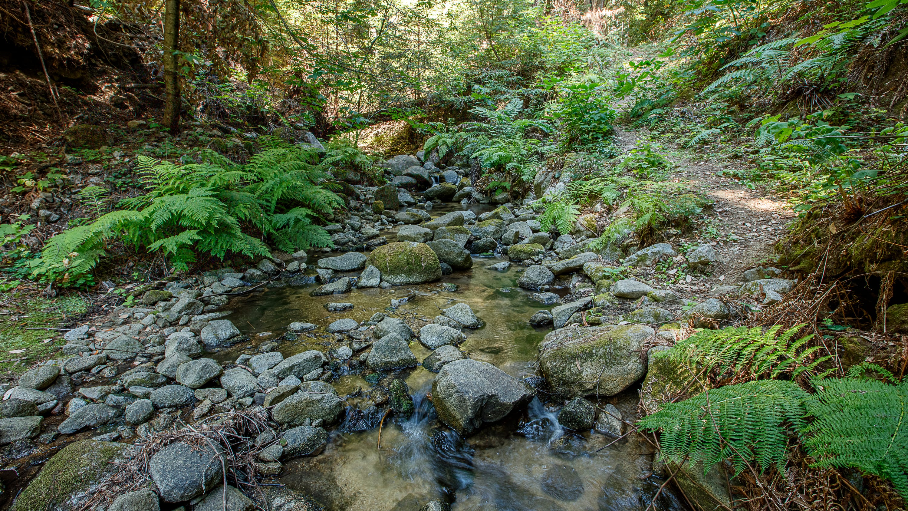 Water, salmon flowing freely again in Santa Cruz Mountains