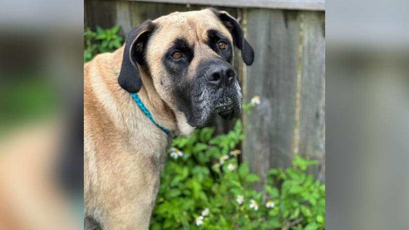Mastiff by a fence