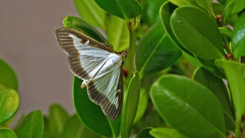 Invasive box tree moth, which 'skeletonizes' leaves, confirmed in Michigan. Here's what the DNR wants you to know