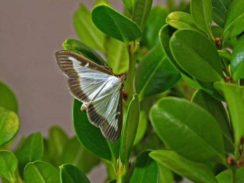 Box tree moth on a twig