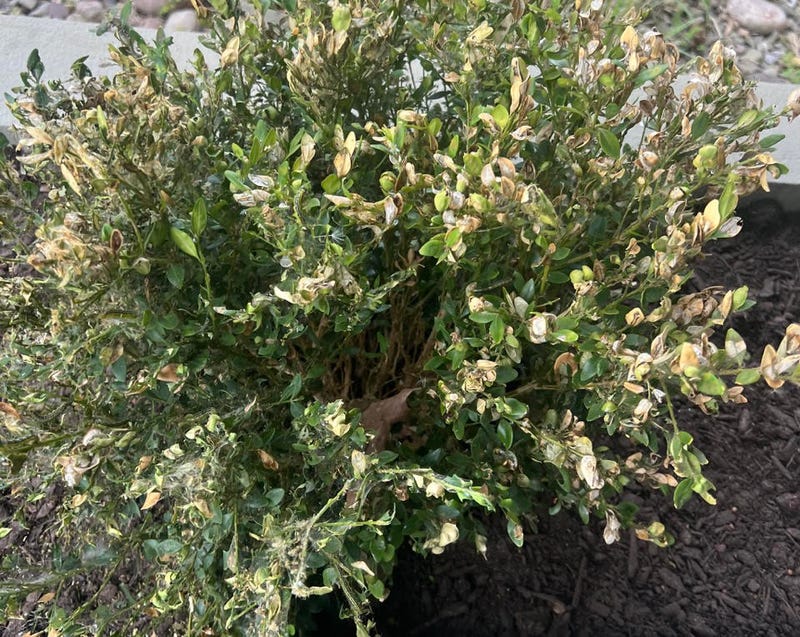 Boxwood plant in East Aurora, hit by invasive Box Moth