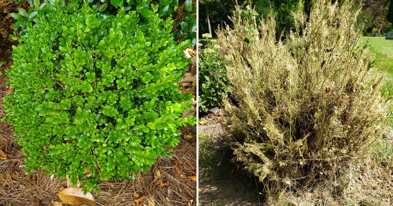 Comparison of healthy boxwood (left) and one infested by box tree moth