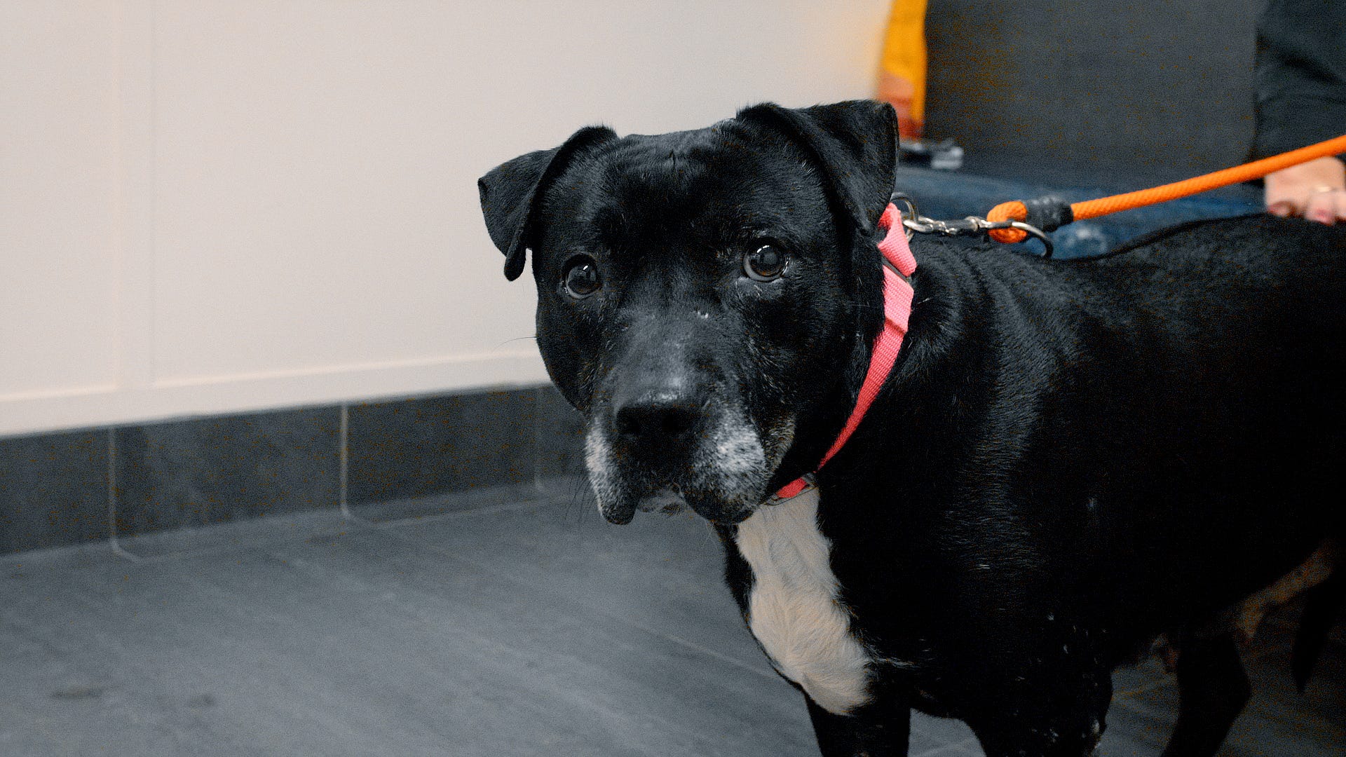 Adoptable Pet Pals: Meet Brandy!