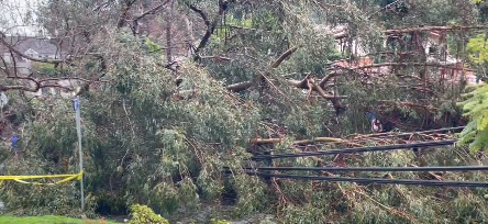 Brentwood tree