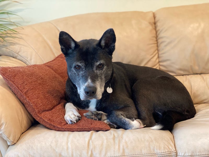 Bridgette is a 6-year-old Shepherd mix. She weighs 68.4 pounds.