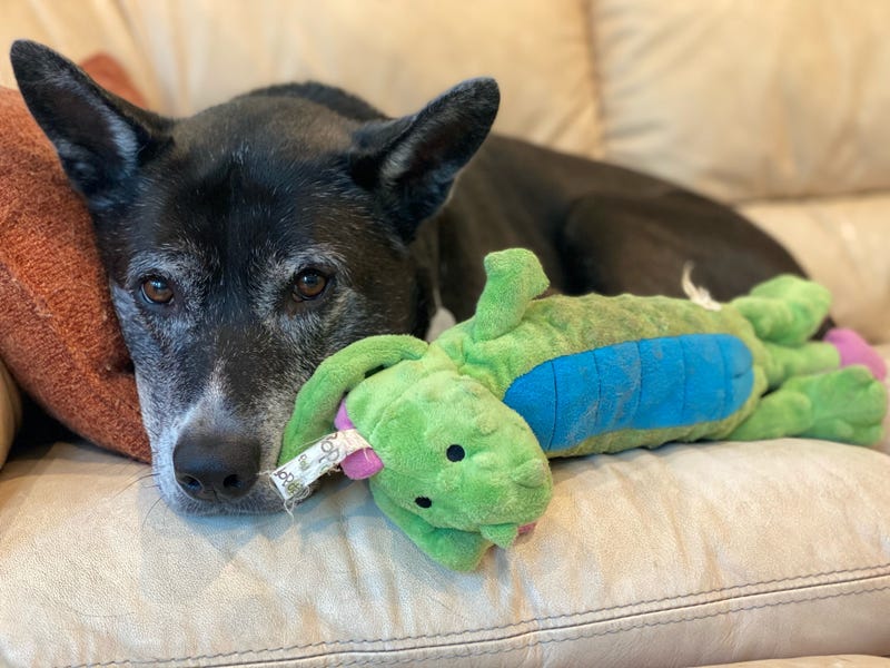 Bridgette is a 6-year-old Shepherd mix. She weighs 68.4 pounds.