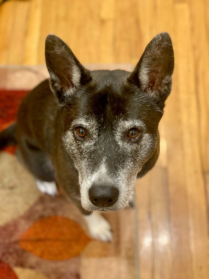 Bridgette is a 6-year-old Shepherd mix. She weighs 68.4 pounds.