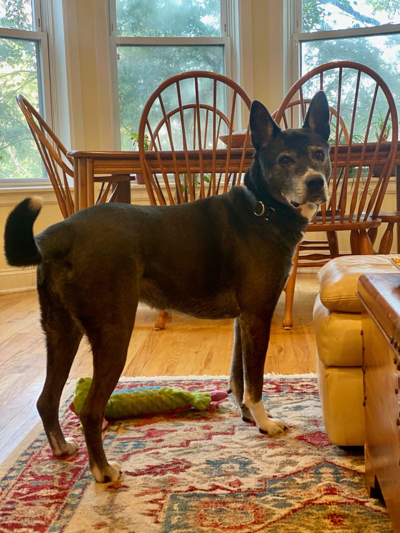 Bridgette is a 6-year-old Shepherd mix. She weighs 68.4 pounds.