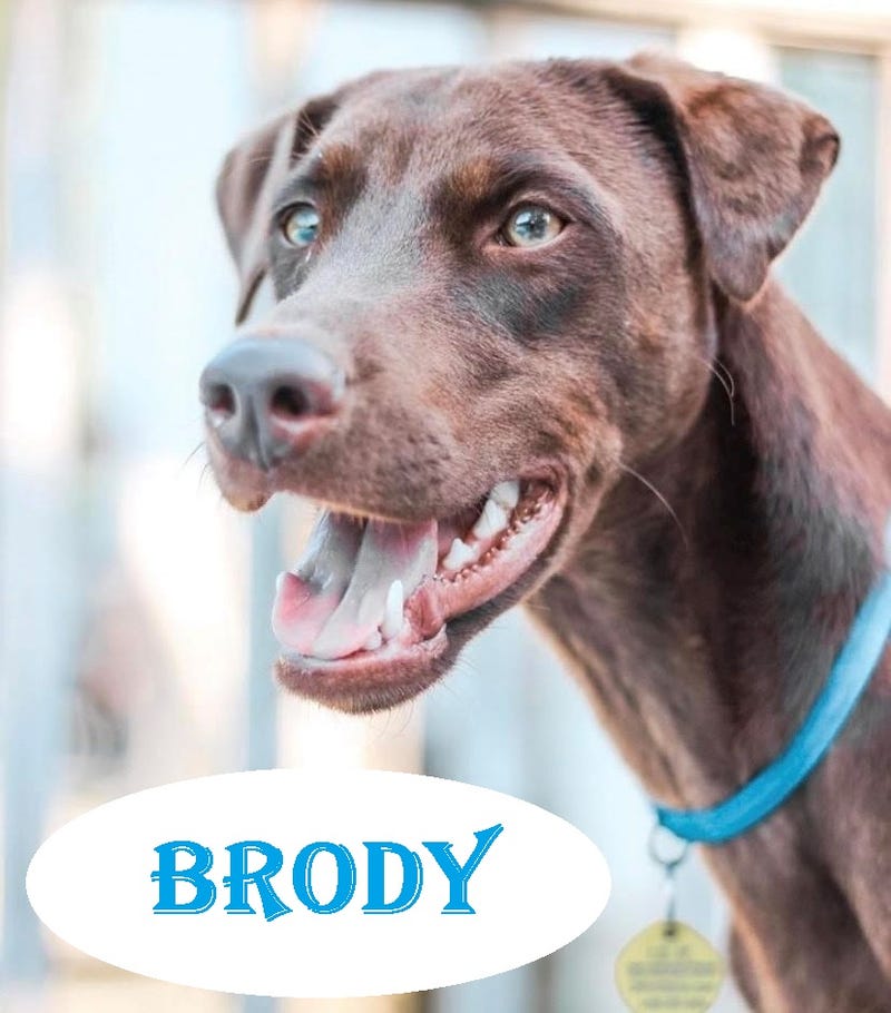 Brody