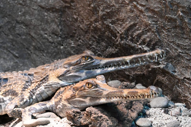 Three male Southeast Asian crocodiles are now on display in the Bronx Zoo as part of conservation efforts.