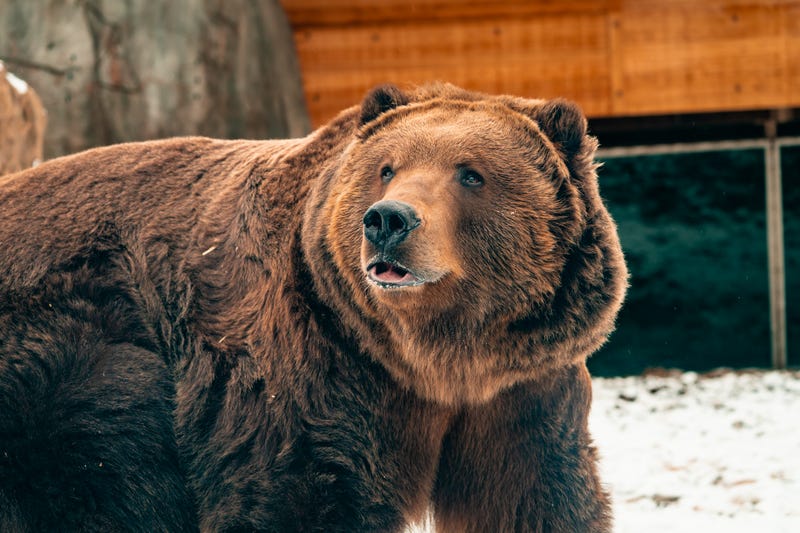 Toledo Zoo bears