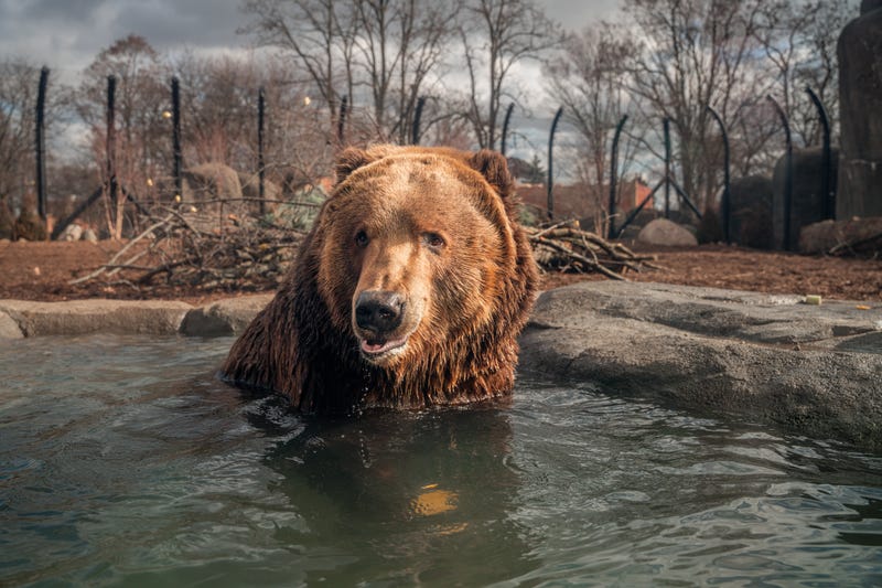Toledo Zoo bears