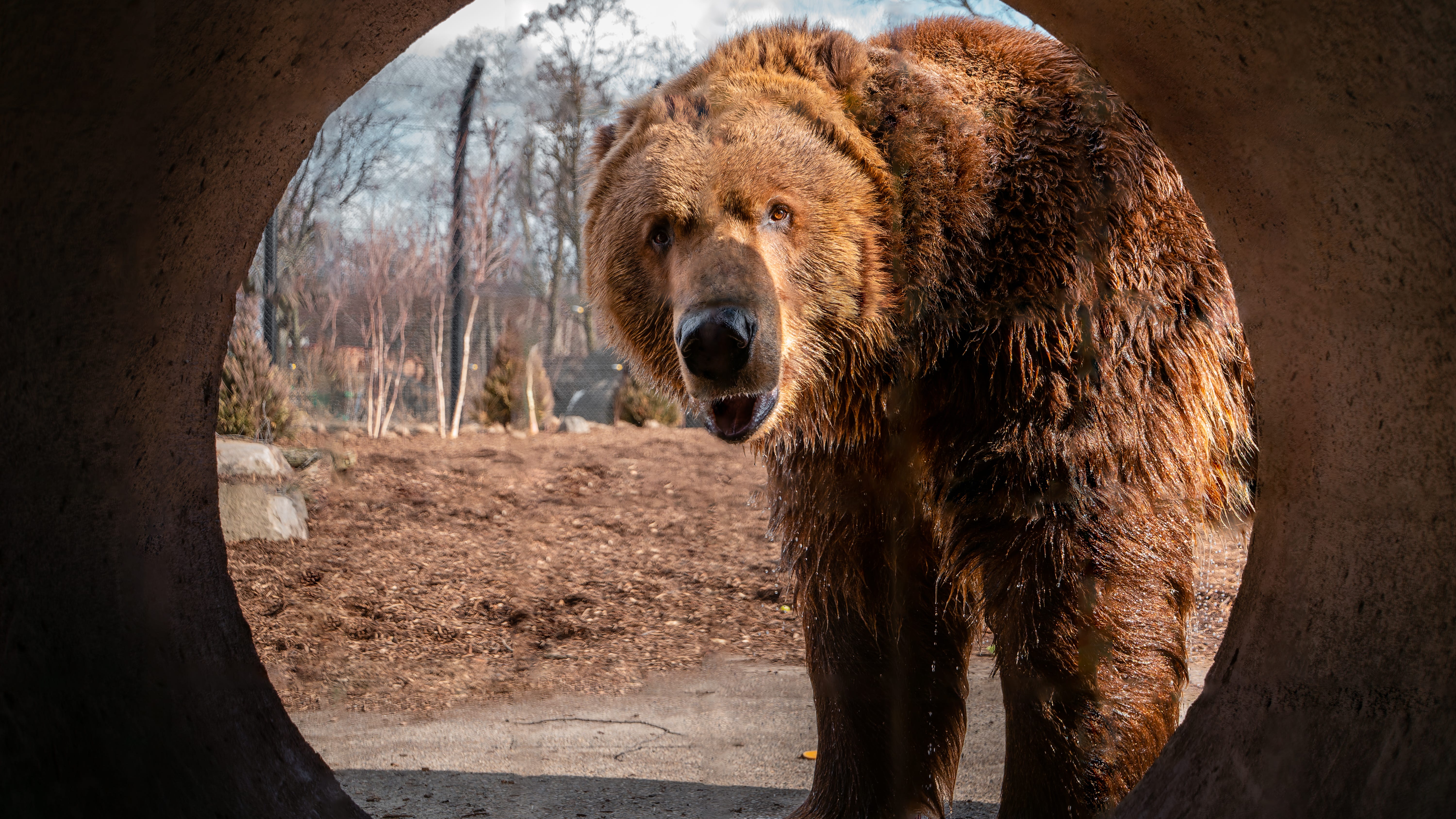 Visitors can come "face to face" with massive Grizzly and Kodiak bears at Toledo Zoo's unique new exhibit