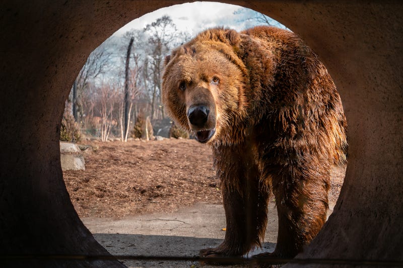 bears at the Toledo Zoo