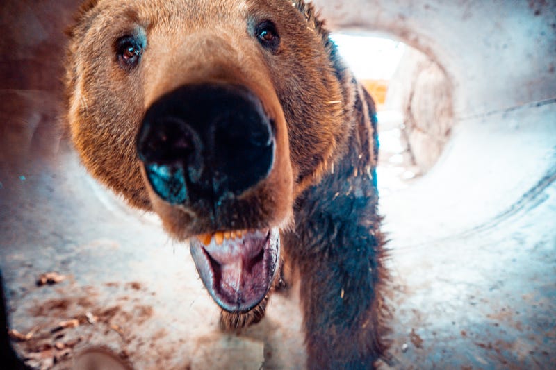Toledo Zoo bears