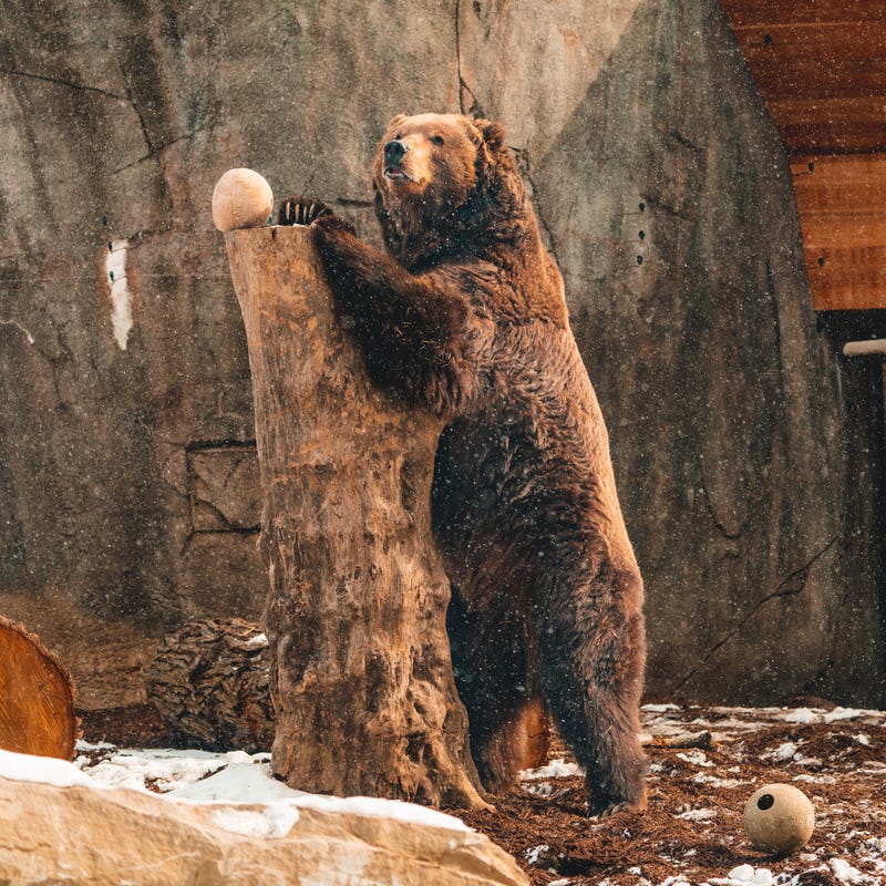 Toledo Zoo brown bear
