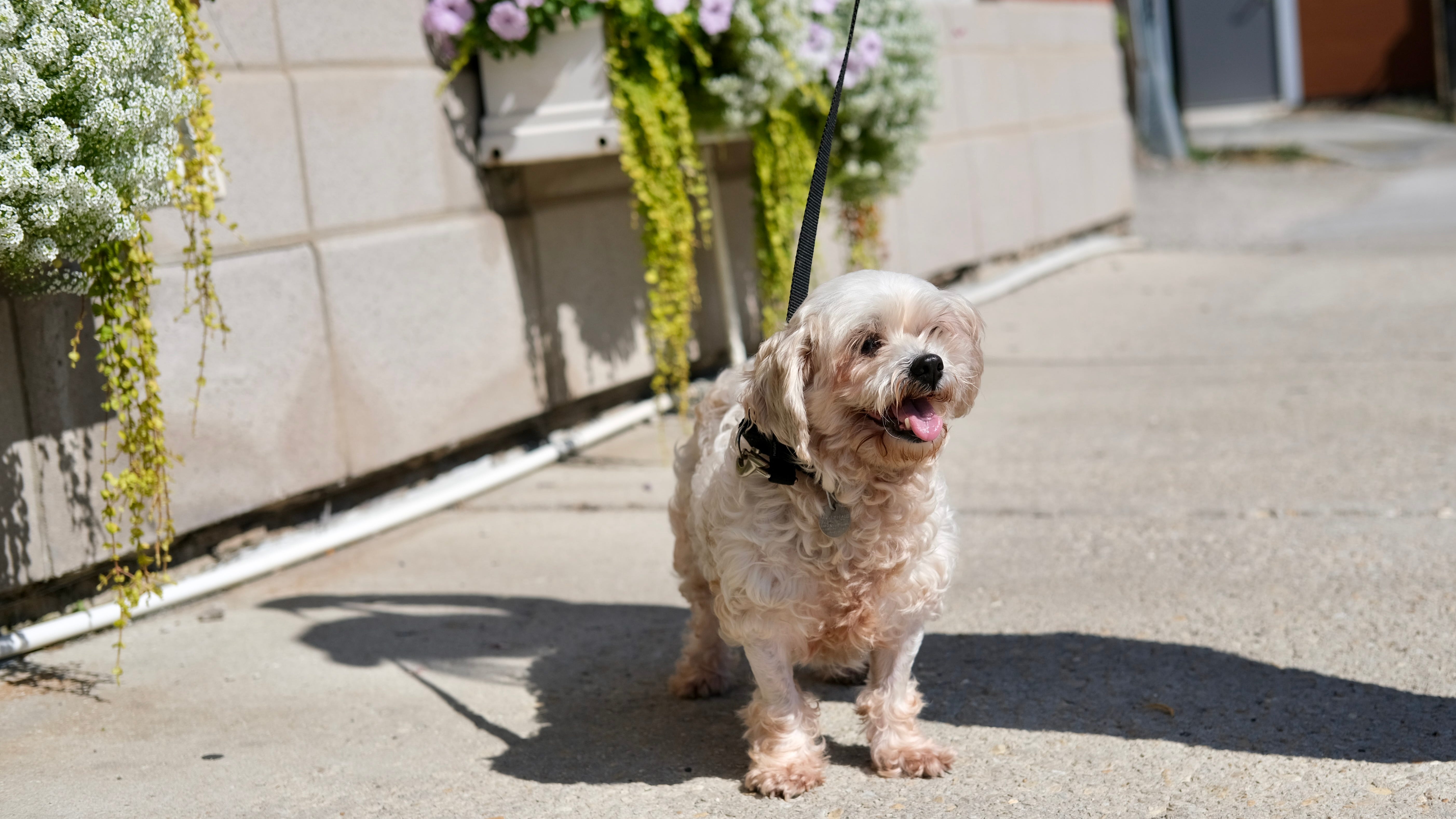 Puppy mill rescue looking for a forever home