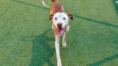 Canine Corner: Bruce