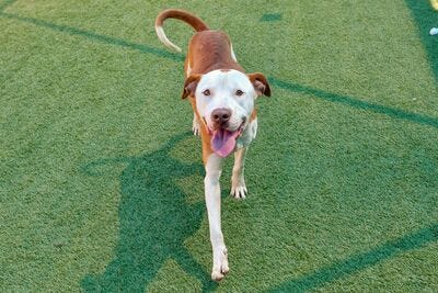 Bruce A1145482