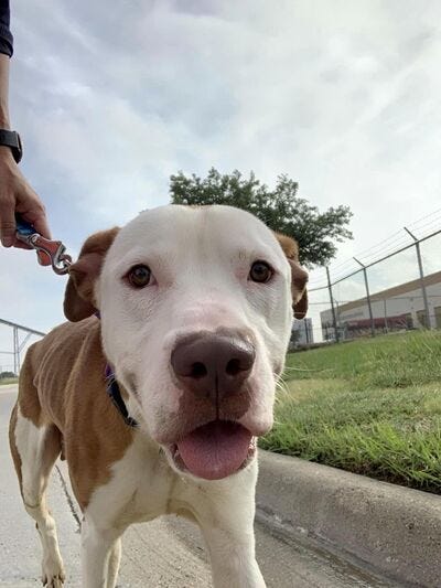 Bruce A1145482