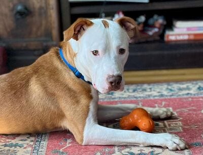 Bruce #A1145482