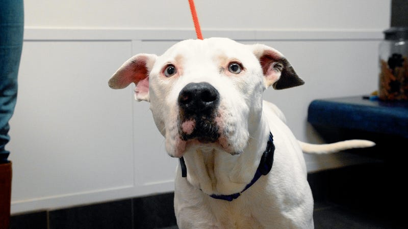 SPCA of Texas