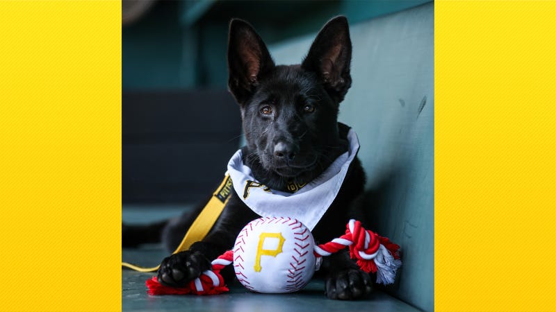 Pirates team dog
