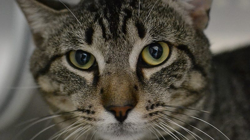 close-up of tabby cat face