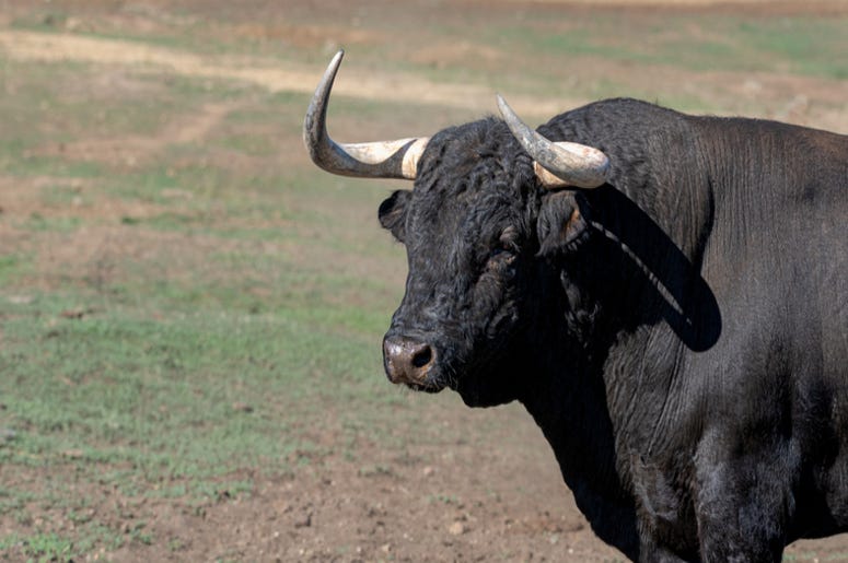 Bull