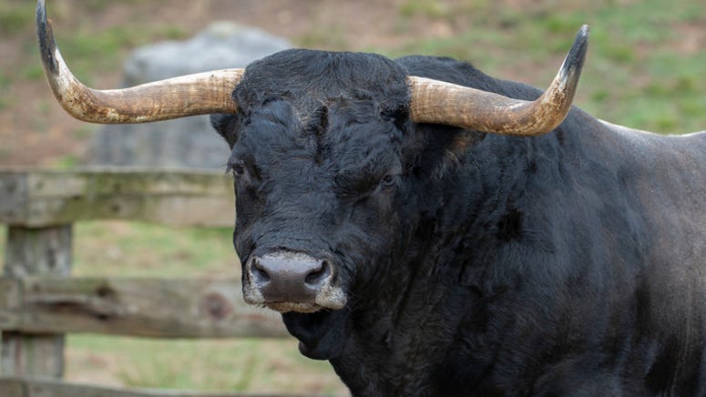 Massive bull disrupts mountain bike race attacking four riders