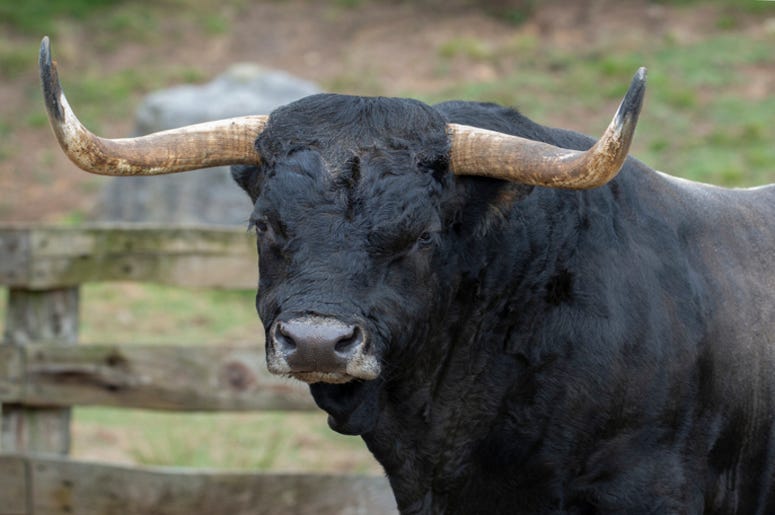 Bull