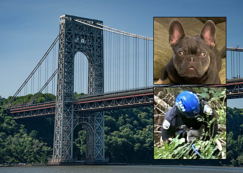 Klipse the French bulldog was rescued on Tuesday morning after falling off a cliff near the George Washington Bridge in Fort Lee, New Jersey.