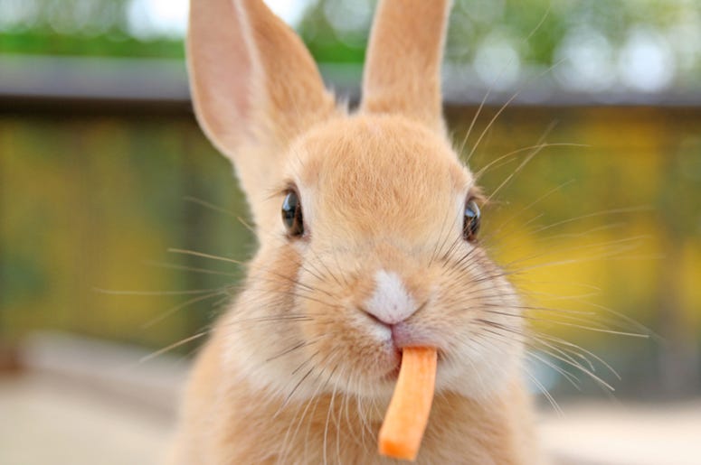 Bunny