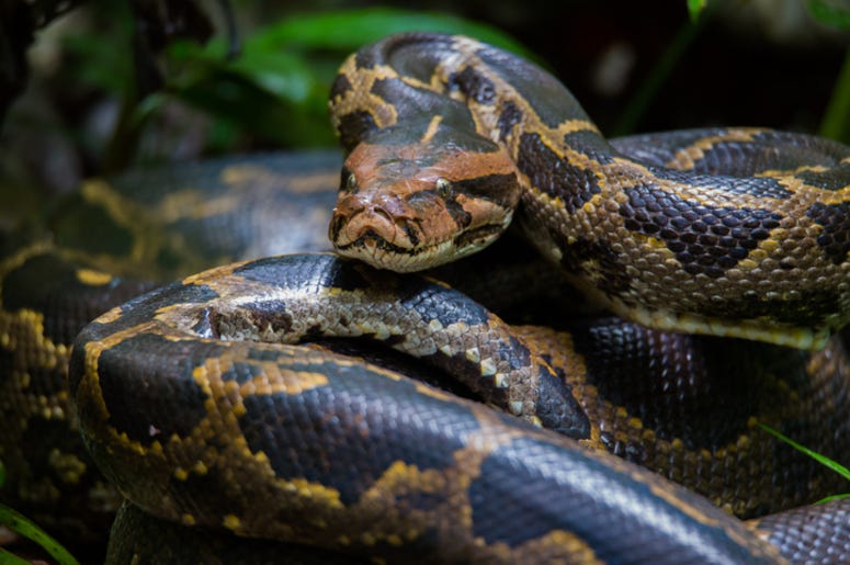 Burmese_Python