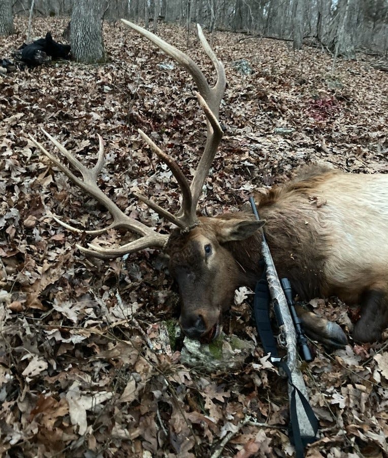 elk hunt