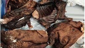 Newark Airport customs officers seize nearly 9 pounds of illegal bushmeat from traveler