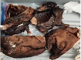 The bushmeat seized at Newark Airport
