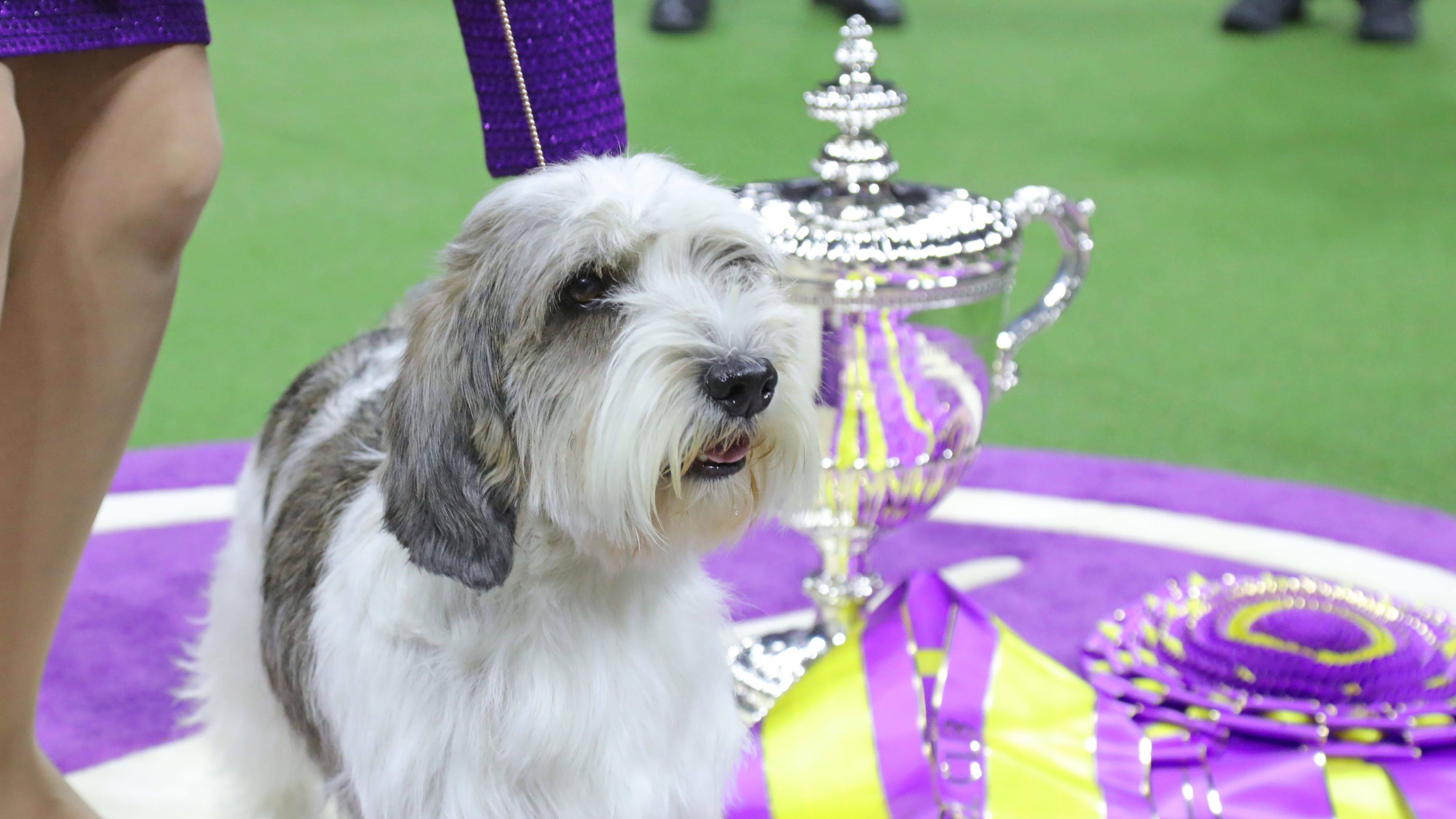 Palm Springs pooch wins Westminster Kennel Club Dog Show