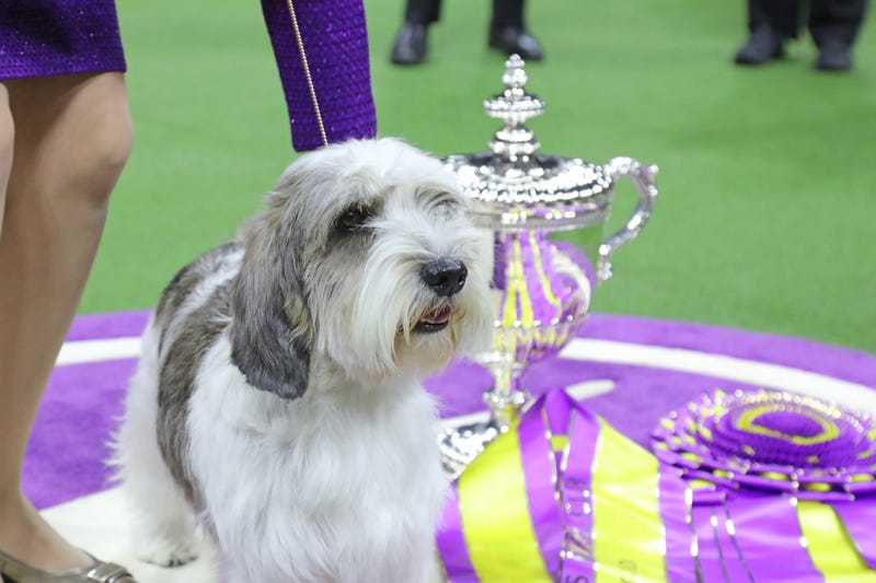 petit basset griffon vendeen dog with a silver trophy and purple ribbons