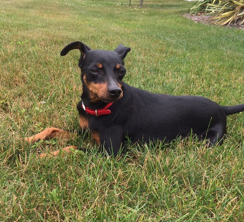 Cairo in our yard
