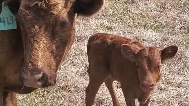To honor VA doctor, Army vet names his newest calf after her