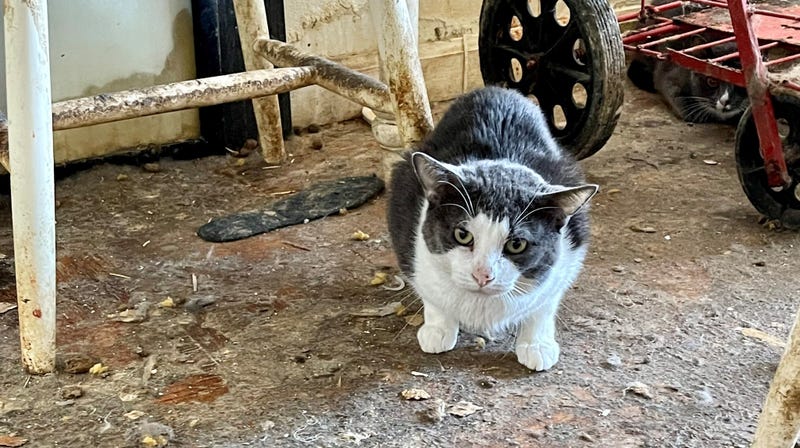 Cat