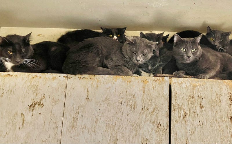 Cats found in a White Plains apartment hoarding situation.