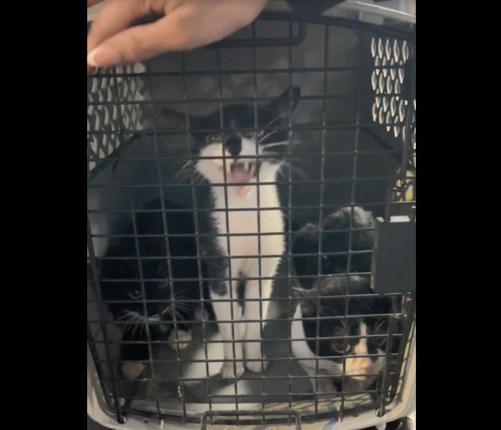 Cats rescued from the scene on Wednesday night.