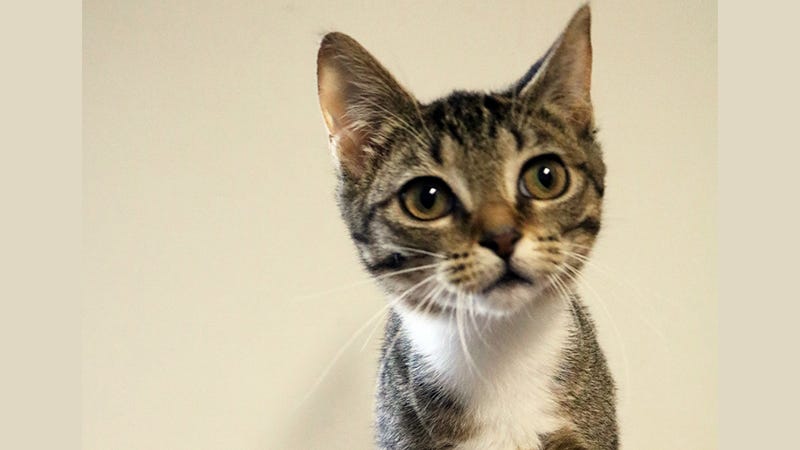 small striped cat with white chest