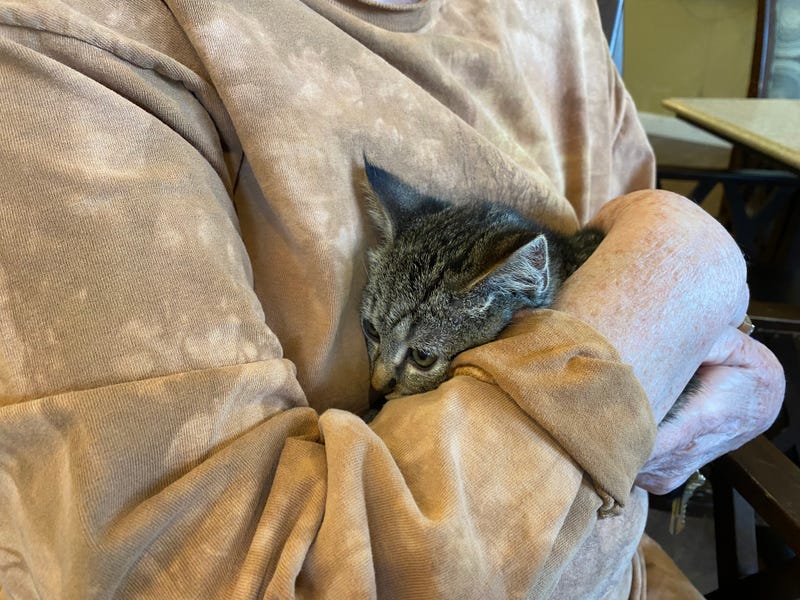 Kitten being held