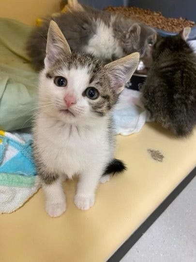 kitten